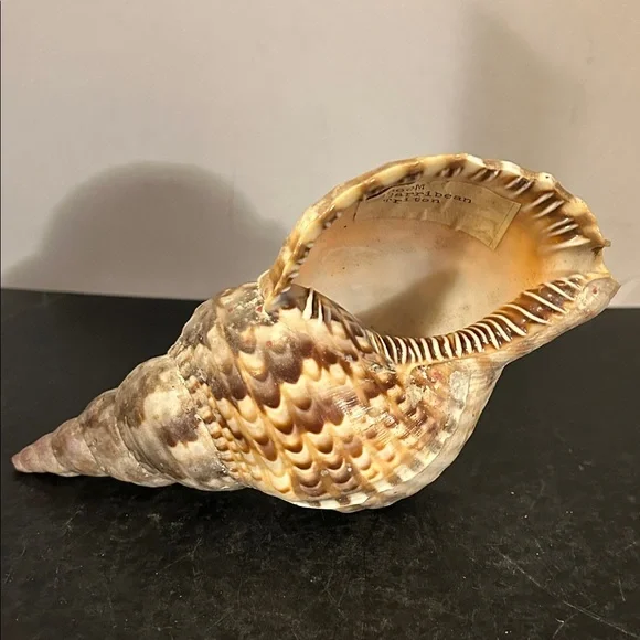 Natural Brown Tan Reptile Shell - Picture 3 of 6